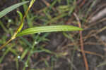 Bog smartweed